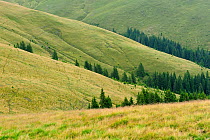 Tree line and alpine grasslands of Leota mountain range, Arges county, Carpathian Mountains, Romania, July, 2011
