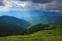 Rays of sunlight shining on alpine grasslands and view of tree line, Leota mountain range, Arges county, Carpathian Mountains, Romania, July, 2011