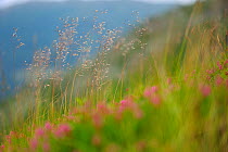 Grasses (Poaceae sp) with Heather (Erica sp) Arges County, Leota mountain range, Carpathian Mountains, Romania, July