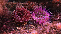 Dahlia sea anemones (Urticina / Tealia felina) moving in tidal current, Westray, Orkney, Scotland, UK, June.