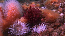 Sea anemones (Sagartia elegans) moving in tidal current, Westray, Orkney, Scotland, UK, June.