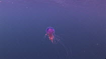 Blue Lion's mane jellyfish (Cyanea lamarckii), swimming in open water, near the Giants Legs sea stacks, Shetland, Scotland, UK, June.