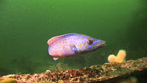 Male Cuckoo wrasse (Labrus mixtus) swimming near the Endeavour wreck, Kirkwall Bay, Orkney, July 2012.