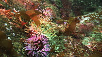 Dahlia sea anemone (Urticina / Tealia felina) group in rock crevice, Giant's Legs Sea Stack, Shetland, July.