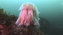 Lion's mane jellyfish (Cyanea capillata) swimming and hosting a small fish, Samba Wreck, Lerwick, Shetland, Scotland, UK, July.