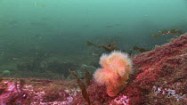 Plumose sea anemone (Metridium senile) with fish fry in the back ground, Samba Wreck, Lerwick, Shetland, Scotland, UK, July.
