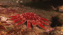 Common sunstar (Crossaster papposus) moving slowly and lifting arm, Endeavour wreck, Kirkwall, Orkney, Scotland, UK, July.