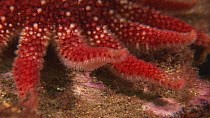 Close-up of the arm of a Common sunstar (Crossaster papposus) moving slowly, Endeavour wreck, Kirkwall, Orkney, Scotland, UK, July.
