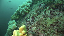 Tracking shot along vertical rock faces with Jewel sea anemones (Corynactis viridis), dead man's fingers (Alcyonium digitatum) and Sea urchins (Echinoidea), Out Stack, Shetland, Scotland, UK, June. Se...