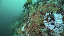 Tracking shot along vertical rock faces with Jewel sea anemones (Corynactis viridis), dead man's fingers (Alcyonium digitatum) and Sea urchins (Echinoidea), Out Stack, Shetland, Scotland, UK, June. Se...