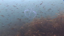 White cross jellyfish (Staurophora mertensii) swimming, with fish fry in the background, Samba Wreck, Lerwick, Shetland, Scotland, UK, July.