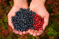 Hands holding mixed wild berries including wild Blueberries (Vaccinium) Autumn harvest, Europe