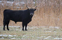 Domestic Heck cattle (Bos taurus), auroch relative, in winter, Oostvaardersplassen Nature Reserve, part of European Rewilding Area Network, The Netherlands