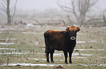 Heck cattle (Bos taurus) auroch relative, Oostvaardersplassen Nature Reserve, part of European Rewilding Area Network, The Netherlands