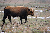 Heck cattle (Bos taurus) auroch relative, walking profile, Oostvaardersplassen Nature Reserve, part of European Rewilding Area Network, The Netherlands