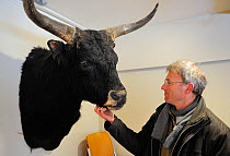 Wouter Helmer standing next to mounted head of Heck cattle (Bos taurus) auroch relative, Oostvaardersplassen Nature Reserve, The Netherlands
