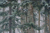 Beech (Fagus sylvatica) and Fir (Abies alba) forest in snow, Poloniny National Park, Slovakia, February 2011