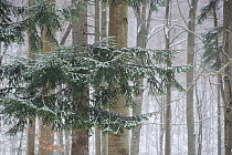 Beech (Fagus sylvatica) and Fir (Abies alba) forest in snow, Poloniny National Park, Slovakia, February 2011