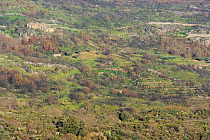 Aerial view of land abandonment, in the Faia Brava Reserve, Rewilding Europe Area, Portugal, March 2011