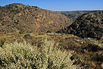 Land abandonment in the Faia Brava Reserve and Rewilding Europe area, Portugal, March 2011