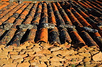 Looking over roof tiles, abandoned building in the Faia Brava Reserve, a Rewilding Europe area, Portugal, March 2011