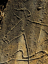 Ancient rock carving of an auroch,  Coa valley Archaeological Reserve, near the Faia Brava Reserve and Rewilding Europe Area, Portugal