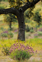 French lavender (Lavandula stoechas) growing in Dehesa forest with Holm oak (Quercus ilex) Campanarios de Azaiba Nature Reserve, Salamanca Region, Castilla y Leon, Spain