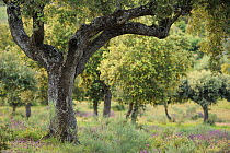 Dehesa forest with Holm oak (Quercus ilex) and French lavender (Lavandula stoechas) in Campanarios de Azaiba Nature Reserve, Salamanca Region, Castilla y Leon, Spain, May 2011