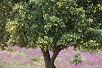Dehesa forests with Holm oak (Quercus ilex) and French lavender (Lavandula stoechas) in Campanarios de Azaiba Nature Reserve, Salamanca Region, Castilla y Leon, Spain, May 2011