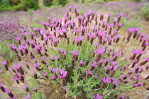 French lavender (Lavandula stoechas) flowering in dehesa habitat, Campanarios de Azaiba Nature Reserve, Salamanca Region, Castilla y Leon, Spain, May