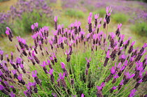 French lavender (Lavandula stoechas) in Campanarios de Azaiba Nature Reserve, Salamanca Region, Castilla y Leon, Spain, May