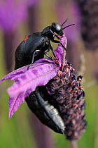 Spanish oil beetle (Berberomeloe majalis) or 'The Spanish Fly', in Dehesa forests on French lavender (Lavandula stoechas) in Campanarios de Azaiba Nature Reserve, Salamanca Region, Castilla y Leon, Sp...