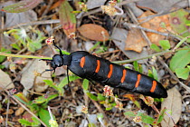 Spanish oil beetle (Berberomeloe majalis) or 'The Spanish Fly', in Dehesa forests, Campanarios de Azaiba Nature Reserve, Salamanca Region, Castilla y Leon, Spain
