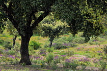 Dehesa forests with Holm oak (Quercus ilex) and French lavender (Lavandula stoechas) in Campanarios de Azaiba Nature Reserve, Salamanca Region, Castilla y Leon, Spain, May 2011