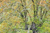 Dehesa forests with Pyrenean oak (Quercus pyrenaica) and Holm oak (Quercus ilex) in Campanarios de Azaiba Nature Reserve, Salamanca Region, Castilla y Leon, Spain, May 2011