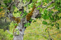 Pyrenean oak (Quercus pyrenaica) in Campanarios de Azaiba Nature Reserve, Salamanca Region, Castilla y Leon, Spain, May 2011