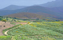 Land abandonment at Vegas de Domingo Rey village Salamanca Region, Castilla y Leon, Spain, May 2011