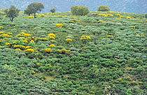 Land abandonment at Vegas de Domingo Rey village, Salamanca Region, Castilla y Leon, Spain, May 2011