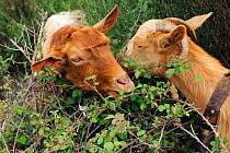 Domestic goats eating bush, Salamanca Region, Castilla y Leon, Spain