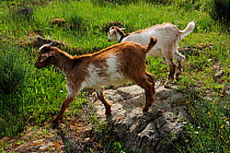 Domestic goats grazing, Salamanca Region, Castilla y Leon, Spain