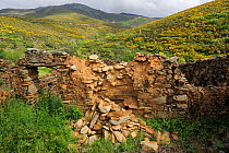 Crumbling building - land abandonment in Vegas de Domingo Rey village, Salamanca Region, Castilla y Leon, Spain, May 2011