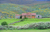 Land abandonment in Vegas de Domingo Rey village, Salamanca Region, Castilla y Leon, Spain, May 2011