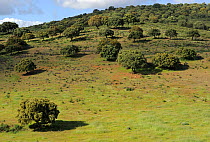 Dehesa forest with Holm oak (Quercus ilex) in Campanarios de Azaiba Nature Reserve, Salamanca Region, Castilla y Leon, Spain, May 2011