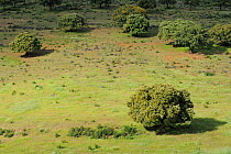 Dehesa forest with Holm oak (Quercus ilex) in Salamanca Region, Castilla y Leon, Spain, May 2011