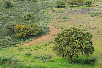 Dehesa forest with Holm oak (Quercus ilex) in Salamanca Region, Castilla y Leon, Spain, May 2011