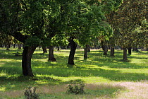 Dehesa forest with Holm oak (Quercus ilex) used for breeding Iberian pigs, in Salamanca Region, Castilla y Leon, Spain, May 2011
