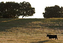 Morucha negra cattle in dehesa habitat, Ciudad Rodrigo, Salamanca Region, Castilla y Leon, Spain