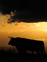 Ganado Bravo, fighting bull at sunset, El Bodan, Salamanca Region, Castilla y Leon, Spain