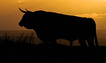 Ganado Bravo, fighting bull at sunset, El Bodan, Salamanca Region, Castilla y Leon, Spain