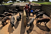 Porco Iberico / Iberian black pigs farmed, near the Campanarios de Azaiba Nature Reserve, Salamanca Region, Castilla y Leon, Spain, May 2011